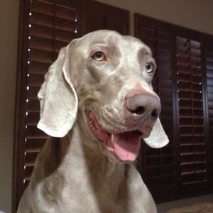 Meet your Posher, Donna